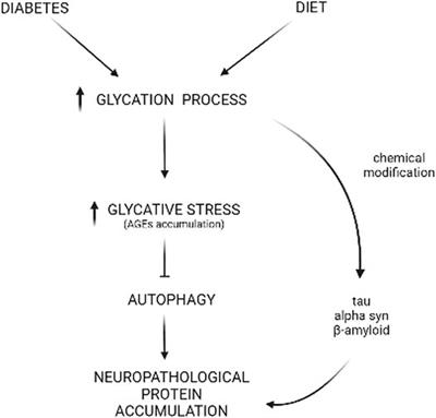 Autophagy and Glycative Stress: A Bittersweet Relationship in Neurodegeneration